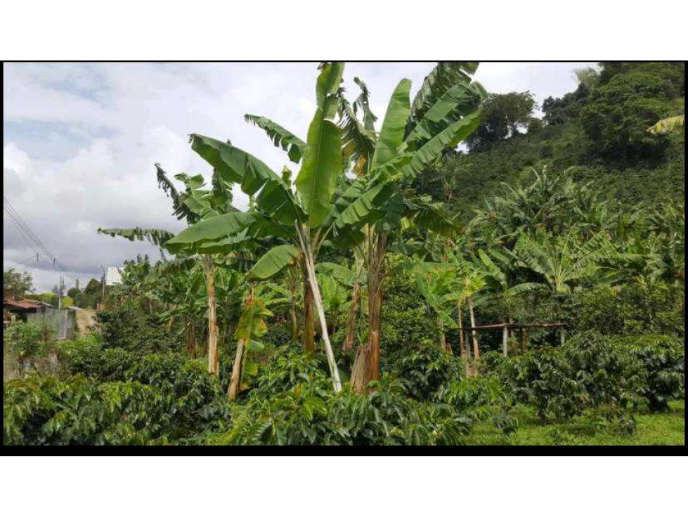 VENDO FINCA PRODUCTORA DE CAFE VEREDA EL CHOCHO PEREIRA — foto 5