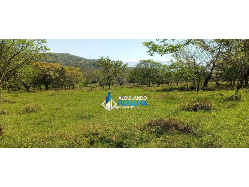 Vendo hermosa finca de 2 hectareas en Quiteño, David. - 1