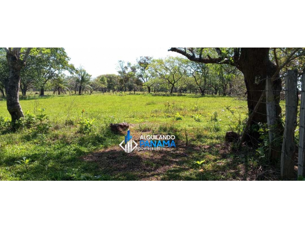 Vendo hermosa finca de 2 hectareas en Quiteño, David. — foto 2