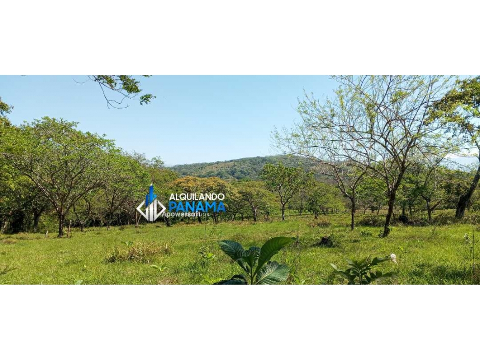 Vendo hermosa finca de 2 hectareas en Quiteño, David. — foto 3
