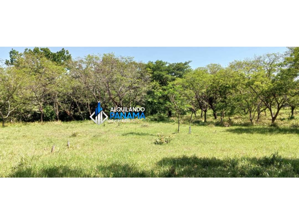 Vendo hermosa finca de 2 hectareas en Quiteño, David. — foto 4