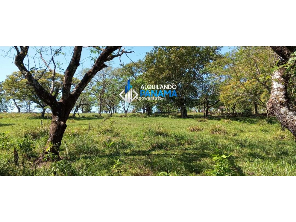 Vendo hermosa finca de 2 hectareas en Quiteño, David. — foto 5