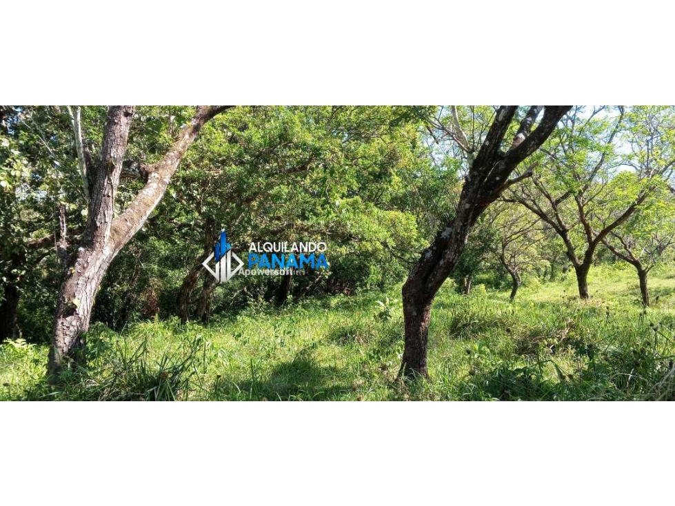 Vendo hermosa finca de 2 hectareas en Quiteño, David. — foto 6