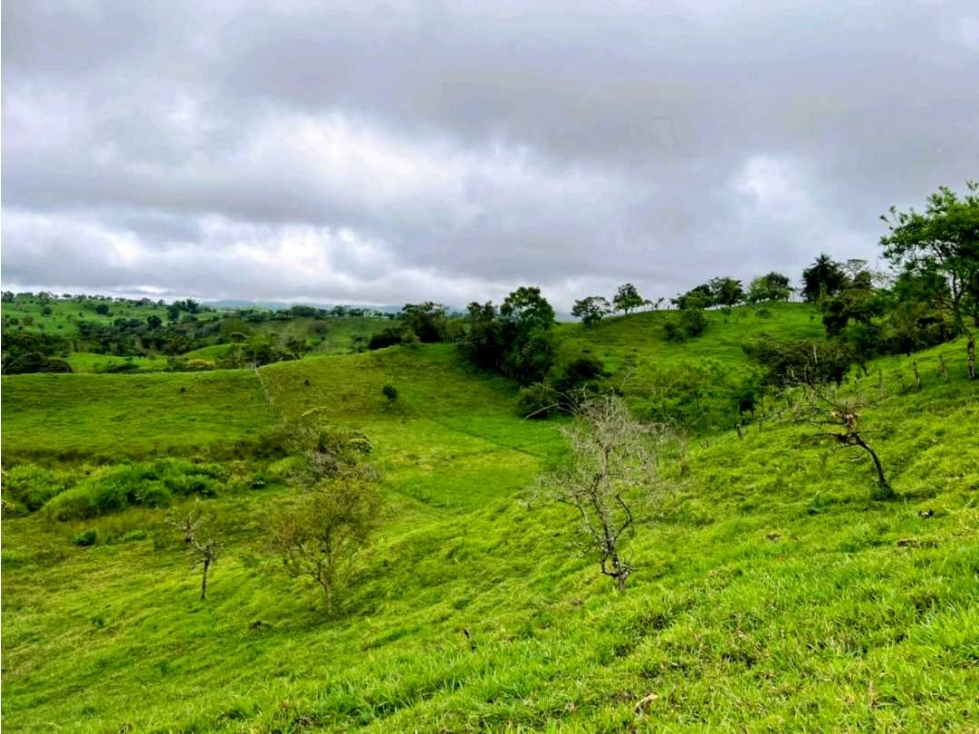 Vendo hermosa finca de 2 hectáreas en Volcán, Tierras Altas - 6