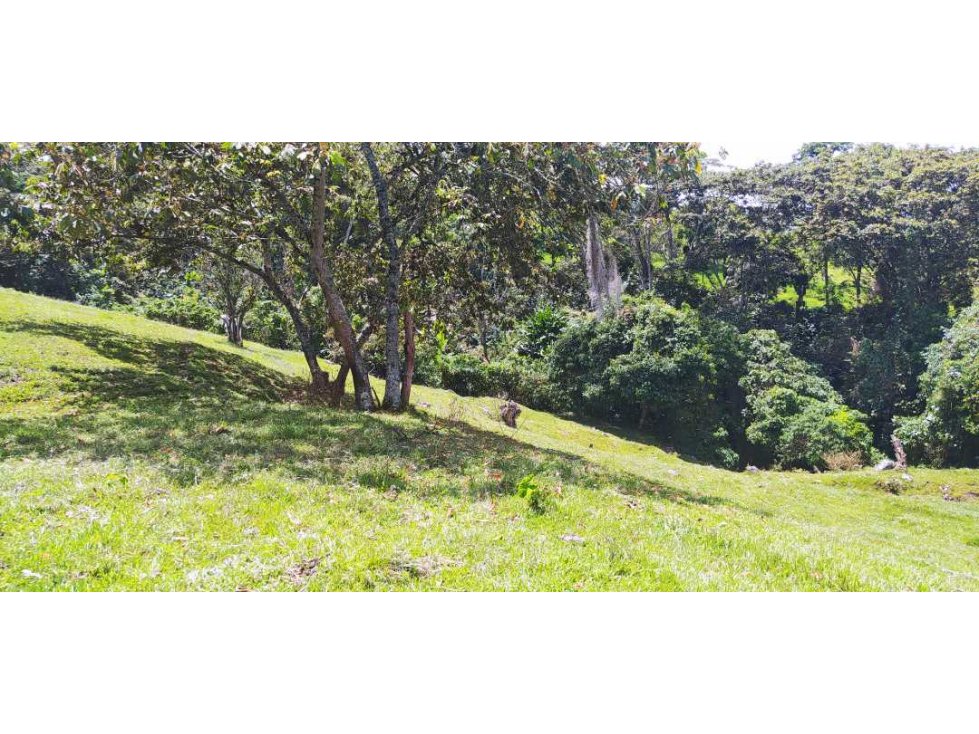 VENTA DE LOTE EN FREDONIA - SUROESTE ANTIOQUEÑO - 4