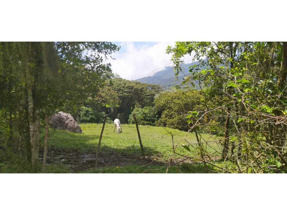 VENTA DE LOTE EN FREDONIA - SUROESTE ANTIOQUEÑO - 5