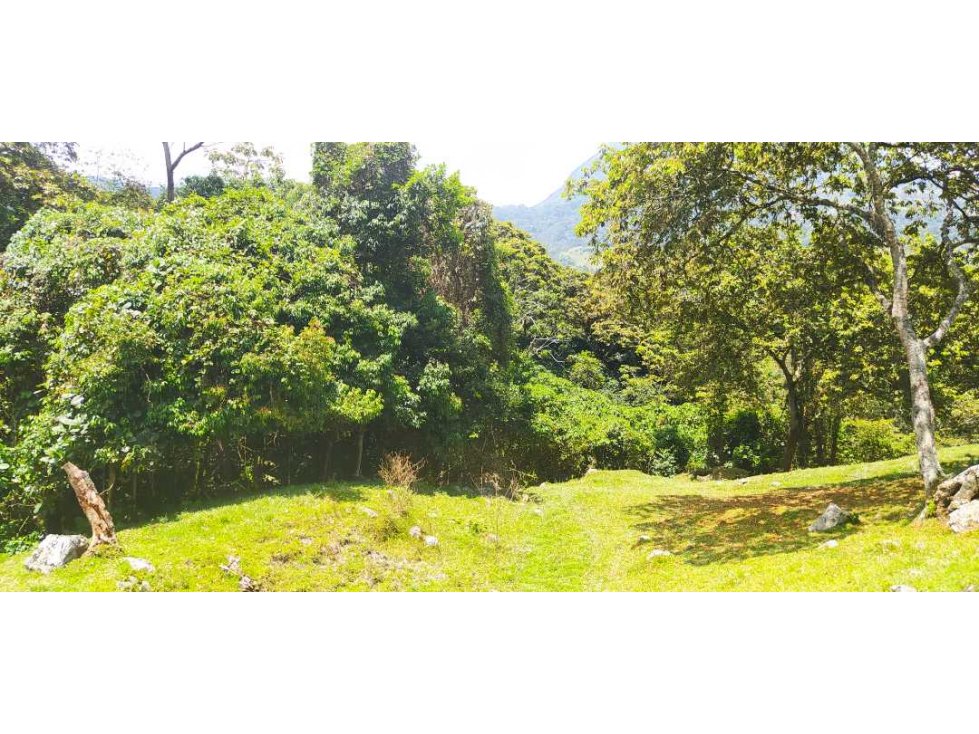 VENTA DE LOTE EN FREDONIA - SUROESTE ANTIOQUEÑO - 6