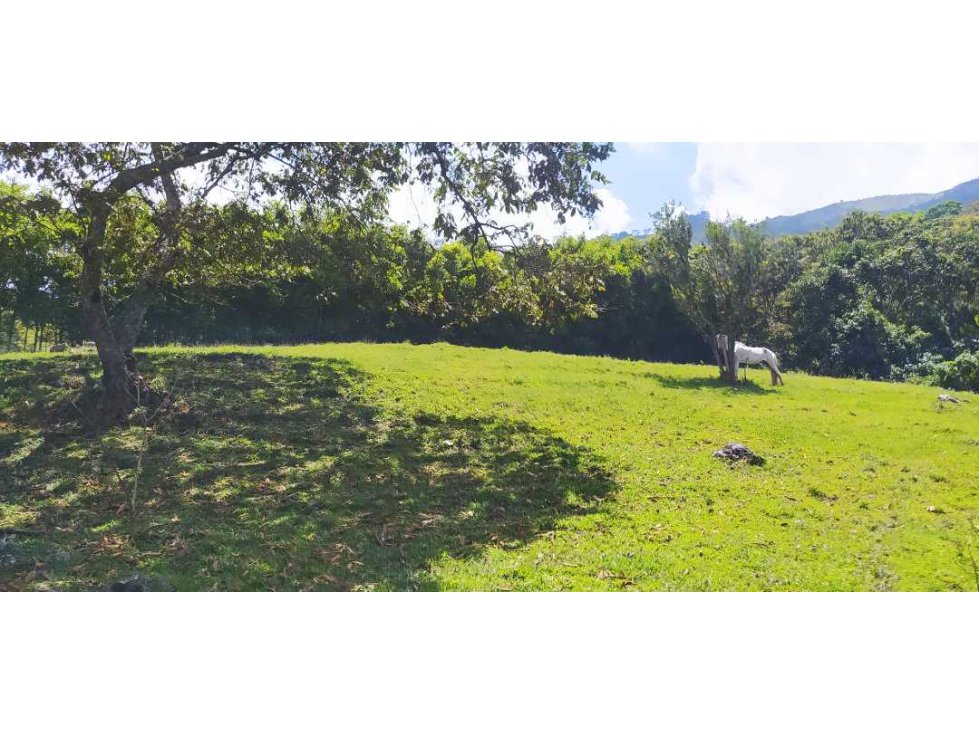 VENTA DE LOTE EN FREDONIA - SUROESTE ANTIOQUEÑO - 3