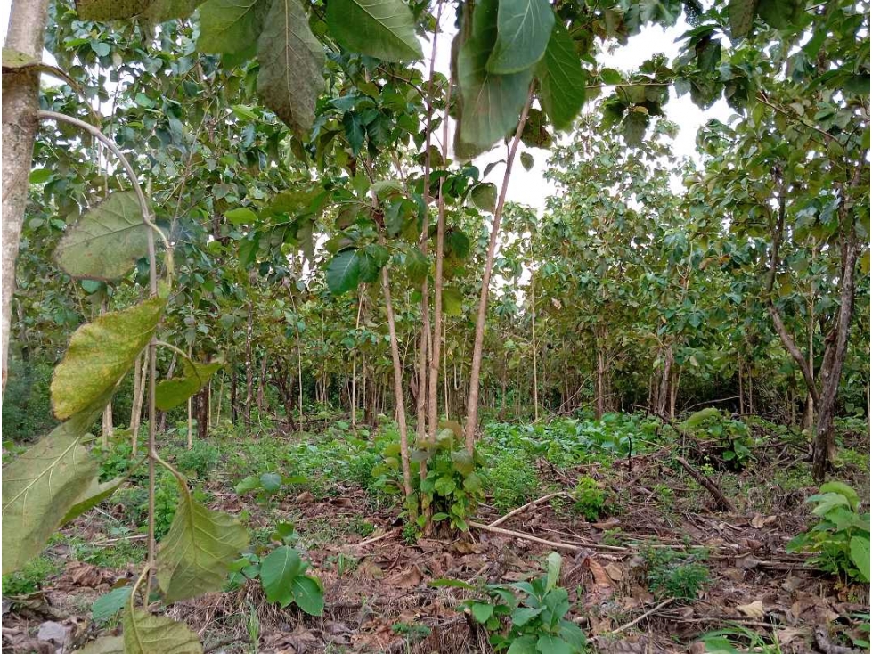VENDO LOTE 11 HECTAREAS EN BAGALA CHIRIQUI - 3