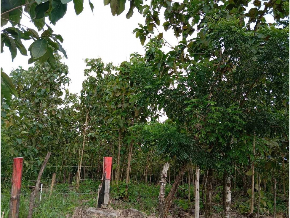 VENDO LOTE 11 HECTAREAS EN BAGALA CHIRIQUI - 5