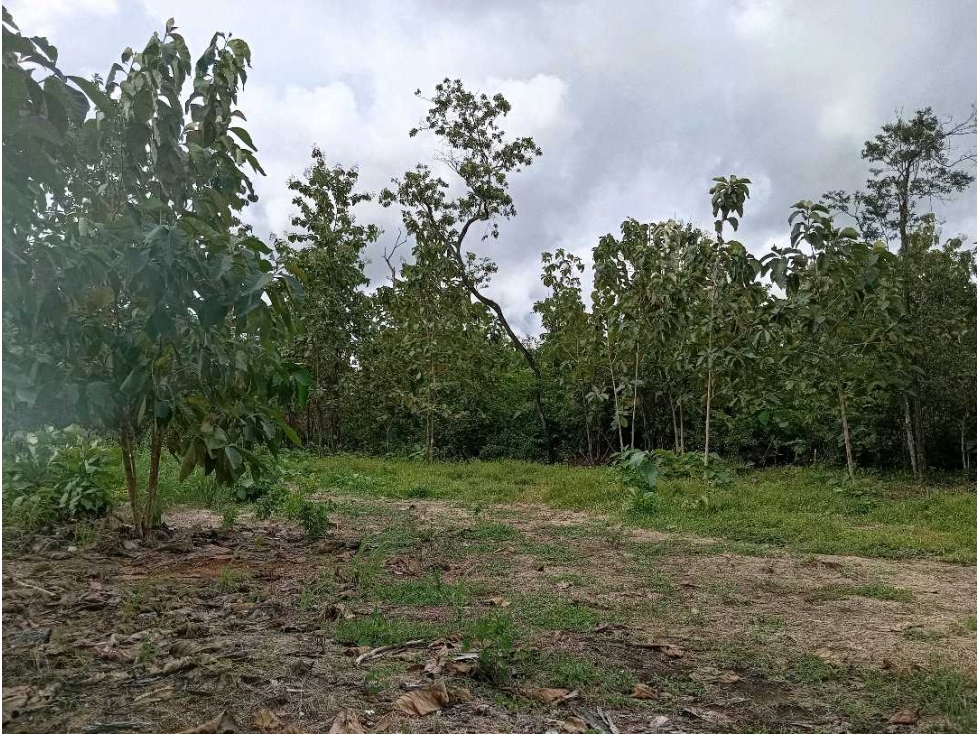 VENDO LOTE 11 HECTAREAS EN BAGALA CHIRIQUI - 6