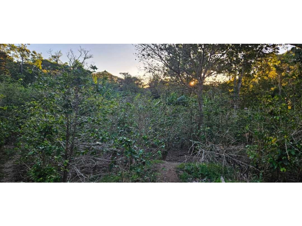 VENDO LOTE EN PALMIRA 2000 METROS - 2