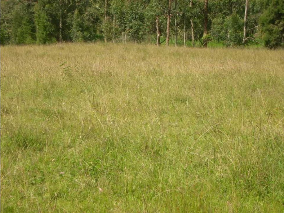 Vendo lote comercial en guarne Antioquia