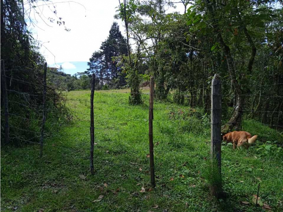 VENDO LOTE CON BOSQUE NATIVO EN GUARNE VEREDA EL SANGO — foto 2