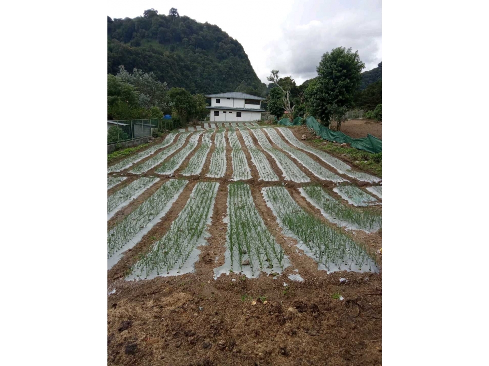 VENDO LOTE DE 1350MTS VIA PASO.ANCHO VOLCAN - 3