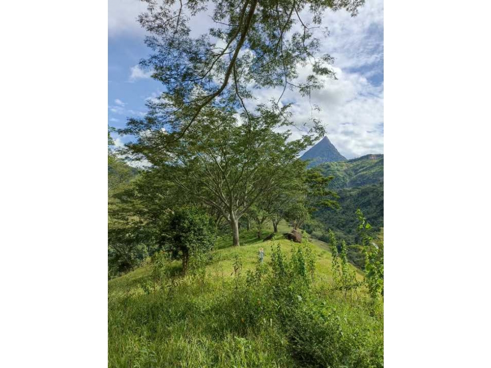 VENDO LOTE DE 22 CUADRAS EN EL SECTOR LA SIRIA ANTIOQUIA - 5