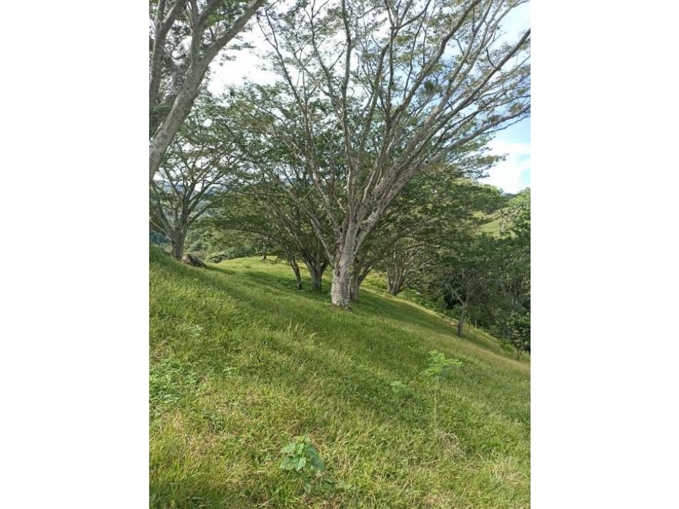 VENDO LOTE DE 22 CUADRAS EN EL SECTOR LA SIRIA ANTIOQUIA - 6