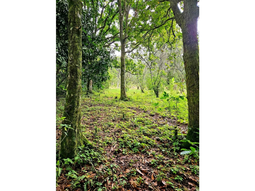 VENDO LOTE DE 4000MTS VOLCANCITO BQT — foto 2