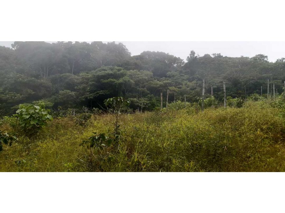 VENDO LOTE DE 4500M2 EN PALMIRA ARRIBA — foto 2