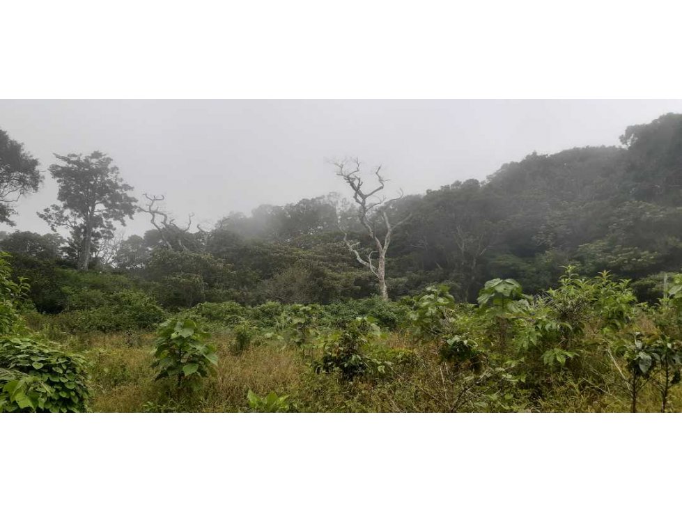 VENDO LOTE DE 4500M2 EN PALMIRA ARRIBA — foto 3