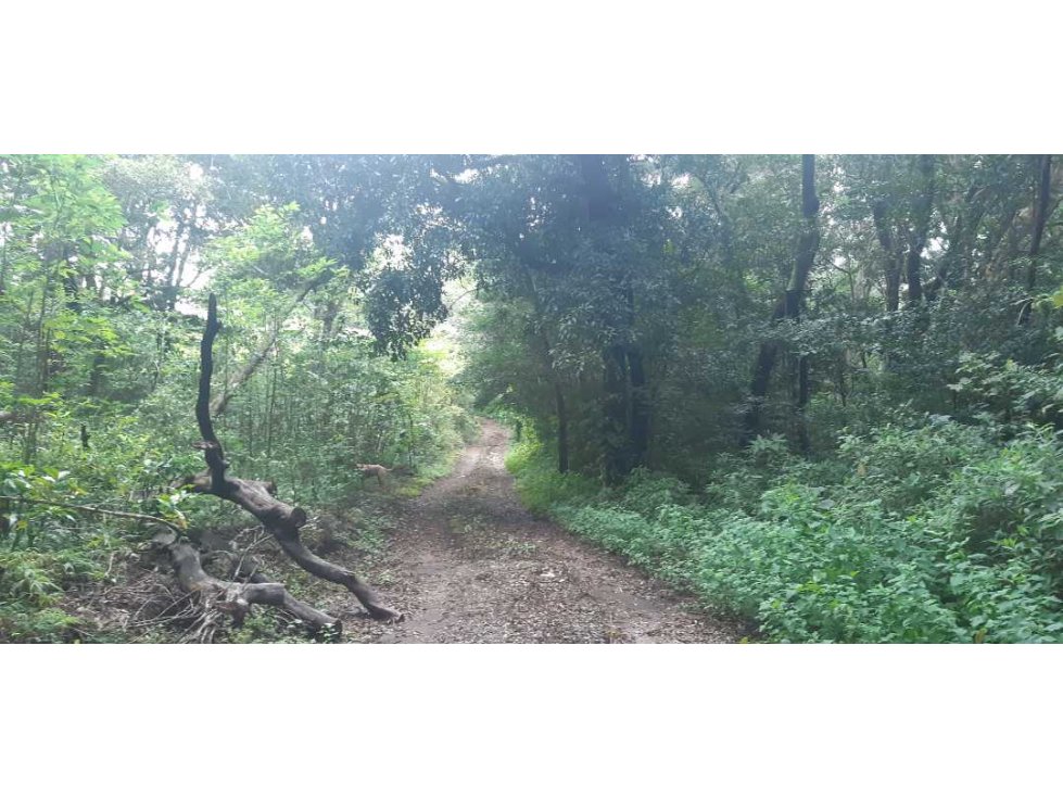 VENDO LOTE DE 4500M2 EN PALMIRA ARRIBA — foto 4