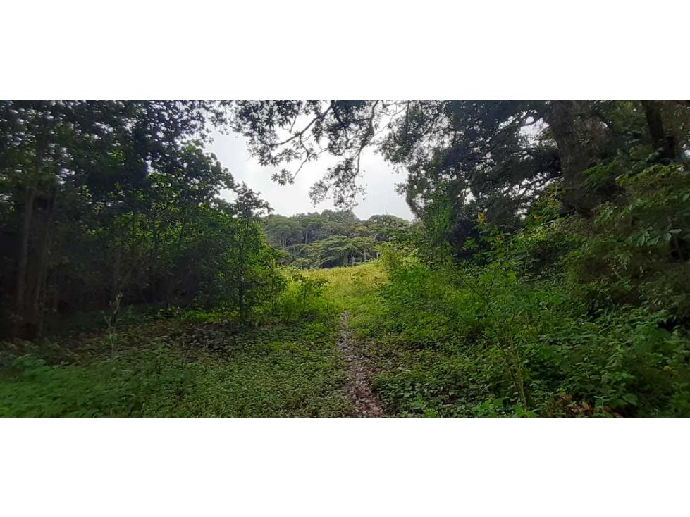 VENDO LOTE DE 4500M2 EN PALMIRA ARRIBA — foto 5