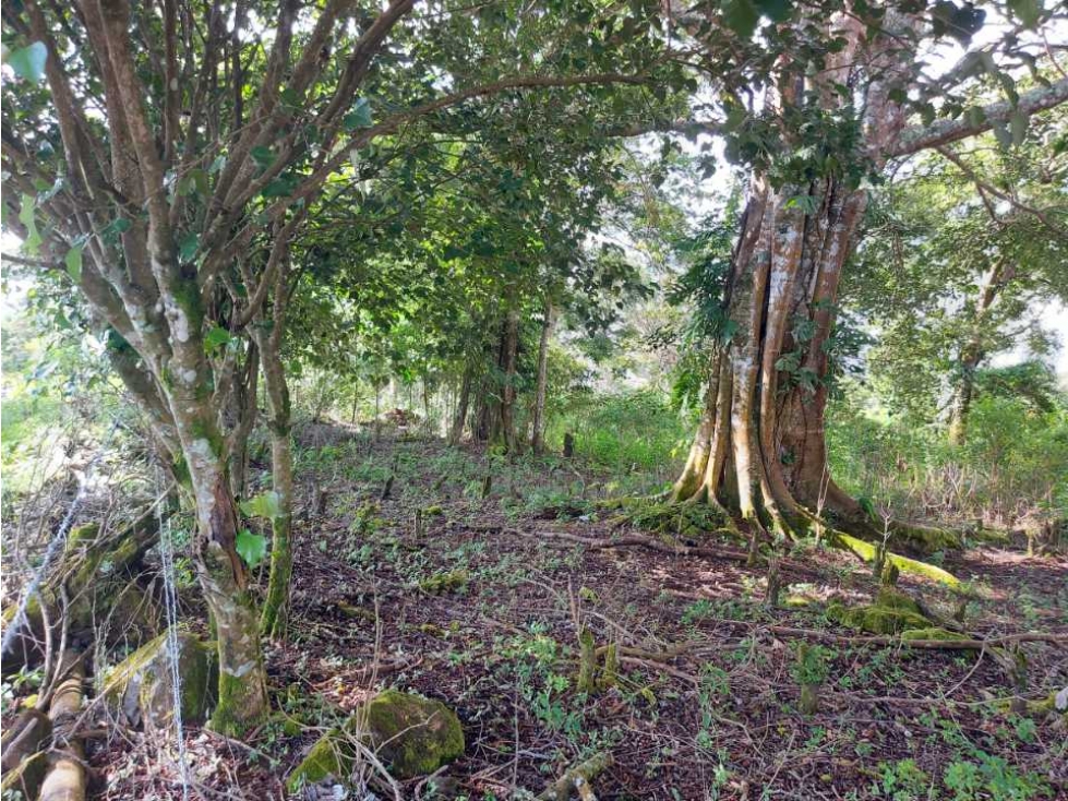 VENDO LOTE DE 6000M2 EN PALMIRA ARRIBA — foto 3