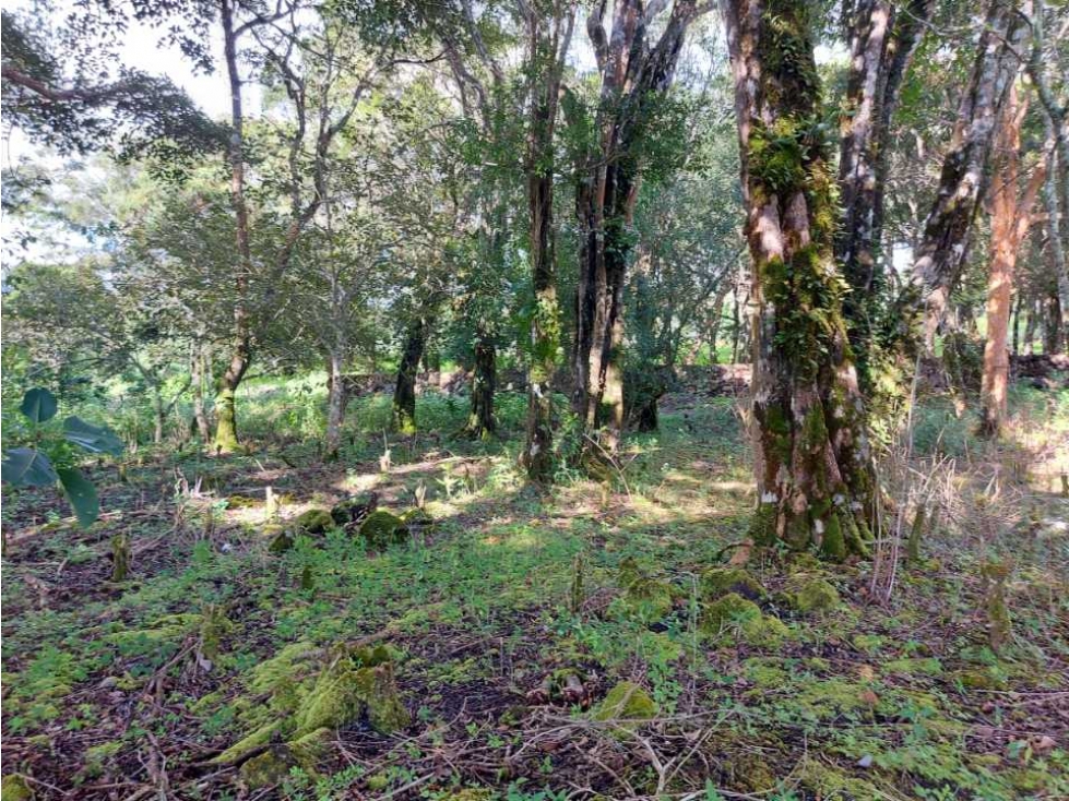 VENDO LOTE DE 6000M2 EN PALMIRA ARRIBA — foto 4