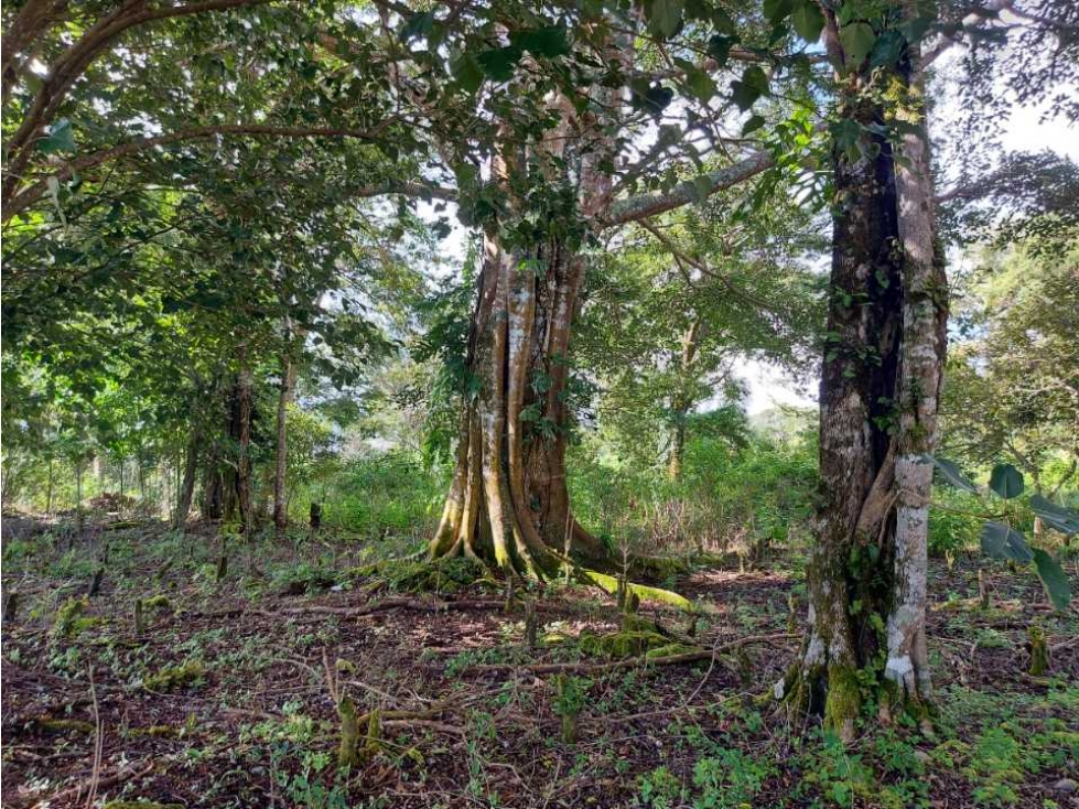 VENDO LOTE DE 6000M2 EN PALMIRA ARRIBA — foto 5