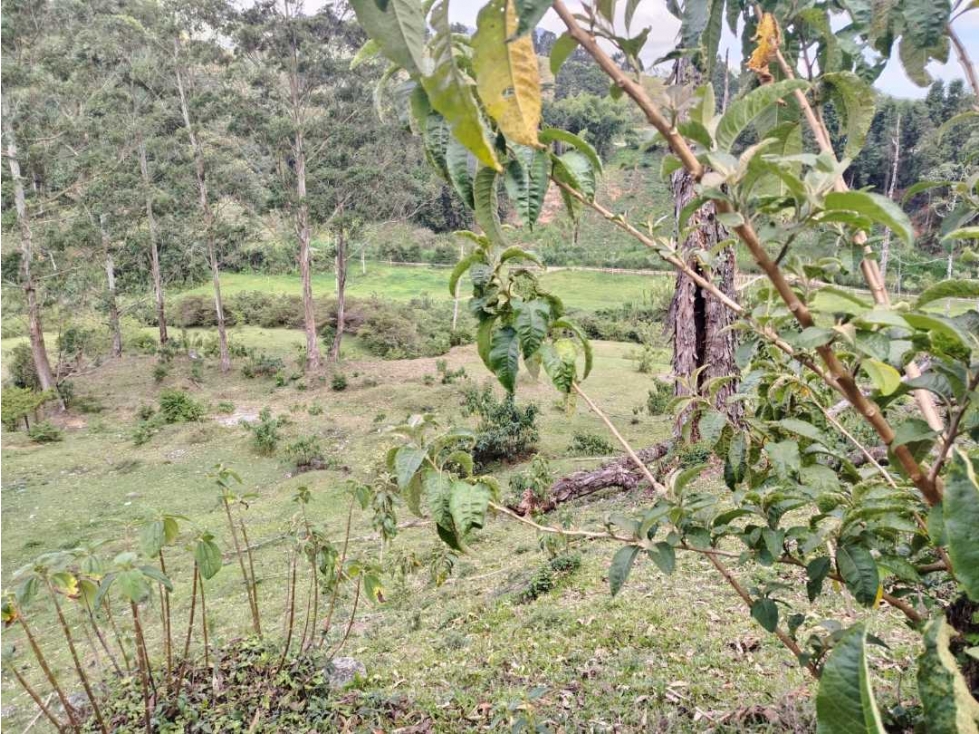 VENDO LOTE EN CALDAS SECTOR PRIMAVERA - 4