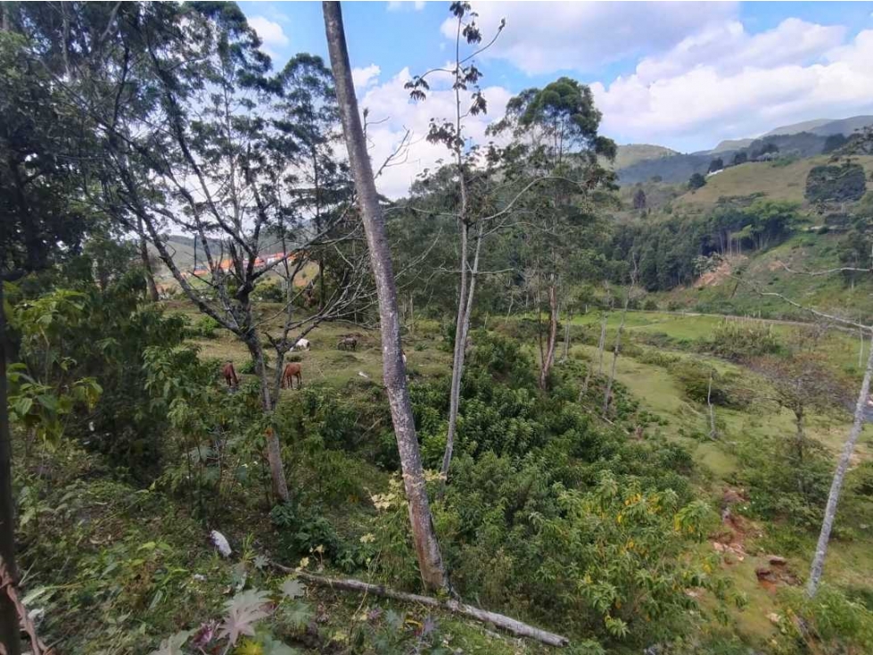 VENDO LOTE EN CALDAS SECTOR PRIMAVERA - 6