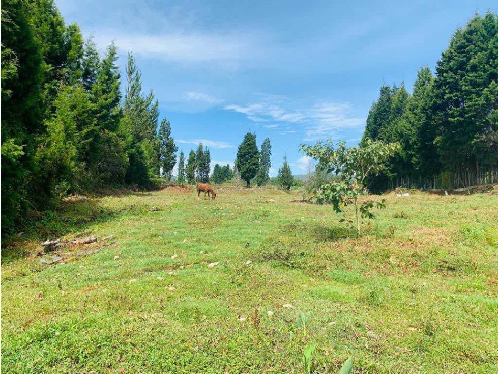 Vendo lote en Guarne, Antioqui, 5.000 m2 vereda Hojas Anchas — foto 4