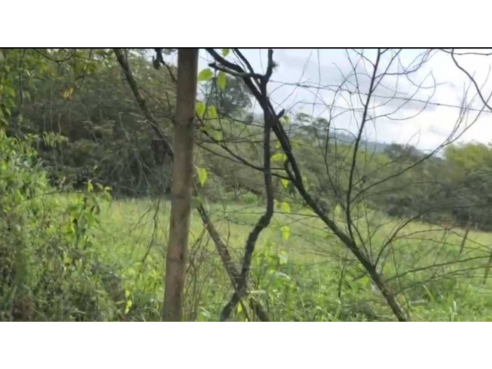 VENDO LOTE A BORDO DE CARRETERA VEREDA EL CHOCHO PEREIRA — foto 6