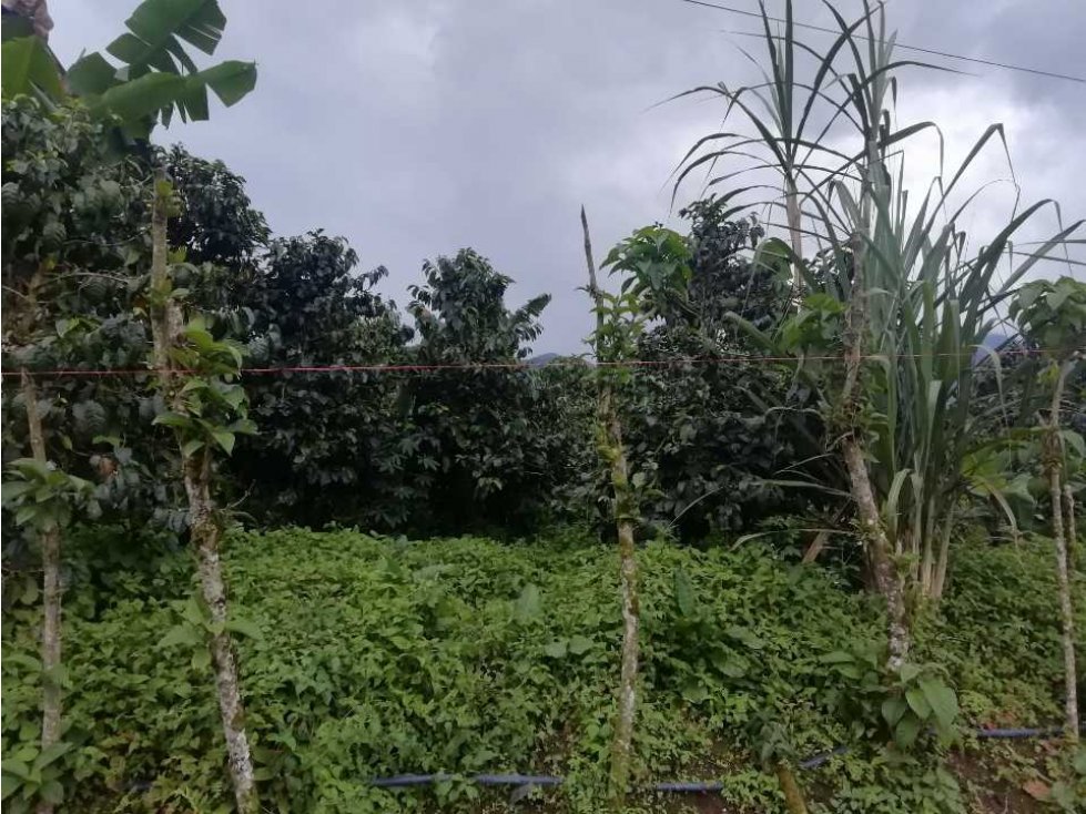 VENDO LOTE EN EL CORREGIMIENTO LA FLORIDA
