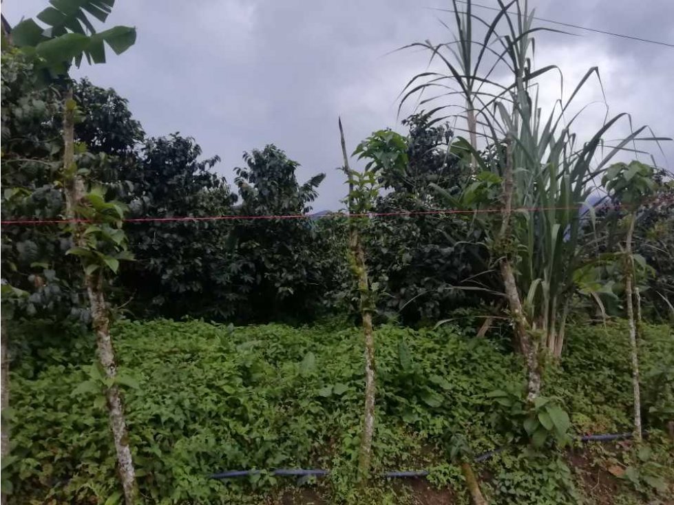 VENDO LOTE EN EL CORREGIMIENTO LA FLORIDA — foto 2