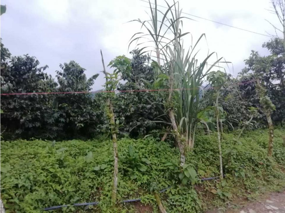 VENDO LOTE EN EL CORREGIMIENTO LA FLORIDA — foto 3