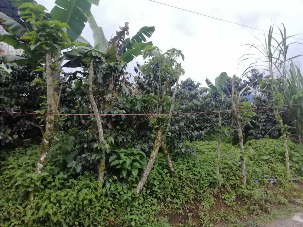 VENDO LOTE EN EL CORREGIMIENTO LA FLORIDA — foto 4