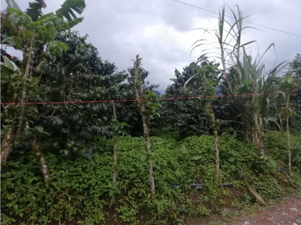 VENDO LOTE EN EL CORREGIMIENTO LA FLORIDA — foto 5