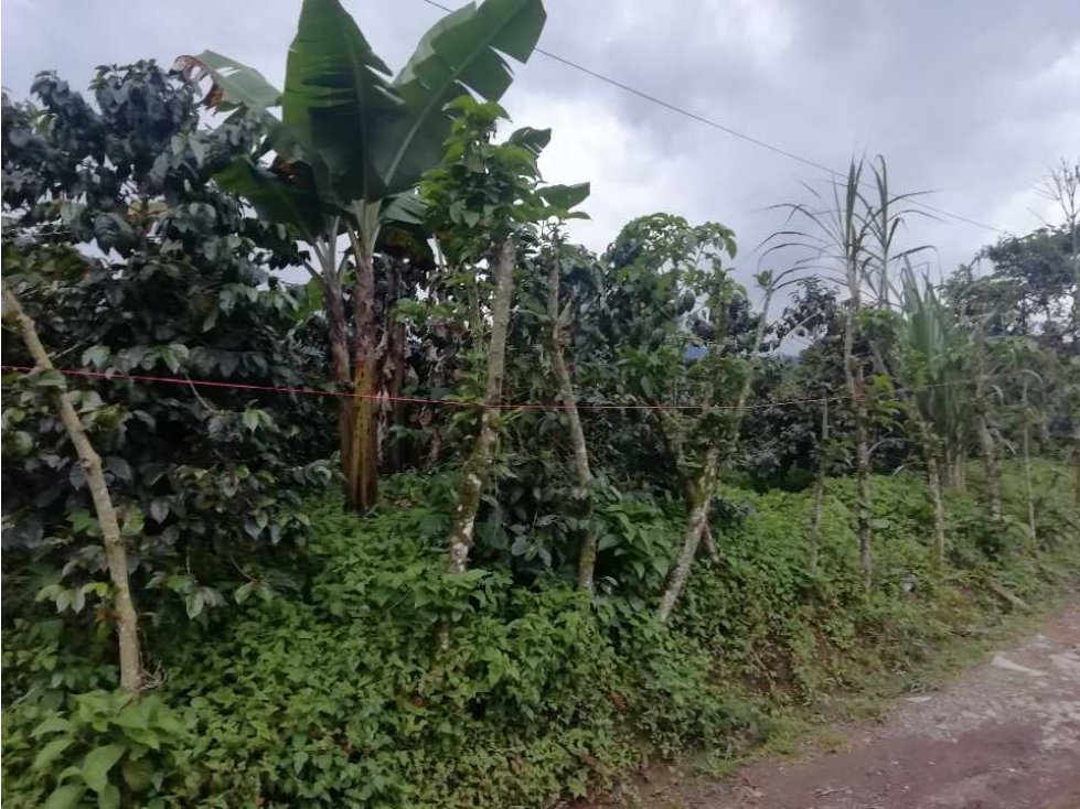 VENDO LOTE EN EL CORREGIMIENTO LA FLORIDA — foto 6