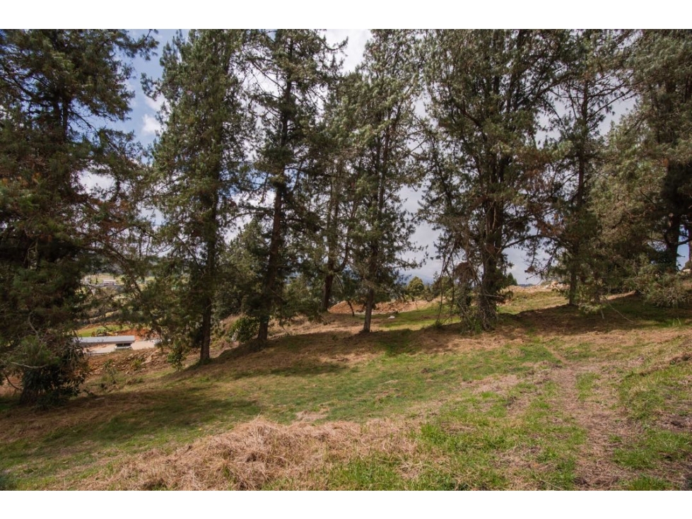 VENDO LOTE UNIDAD CERRADA ALTO DE LAS PALMAS CON BOSQUE NATIVO — foto 3