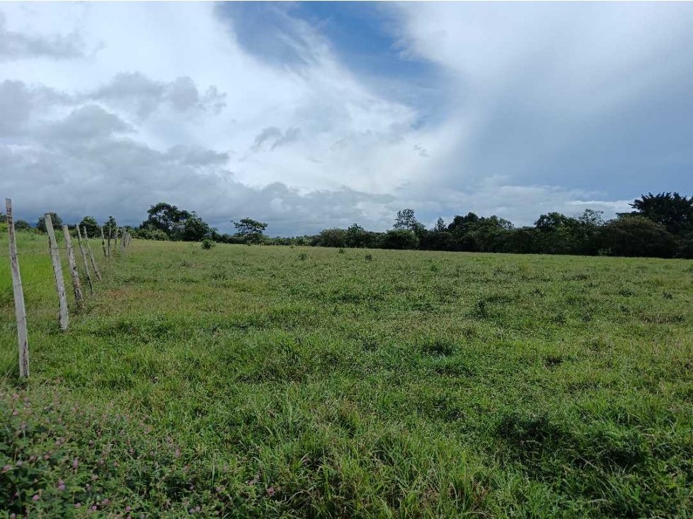 VENDO SEIS HECTAREAS POTRERILLOS ABAJO - 4