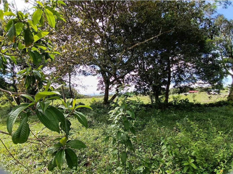 VENDO SEIS HECTAREAS POTRERILLOS ABAJO - 5