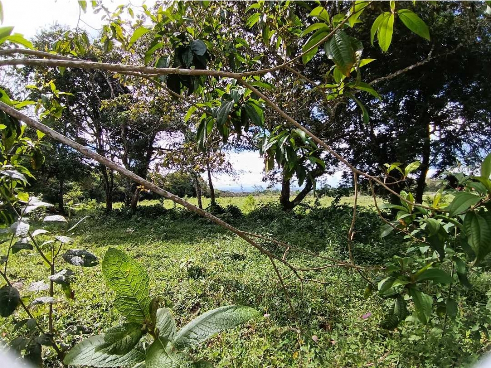 VENDO SEIS HECTAREAS POTRERILLOS ABAJO - 6