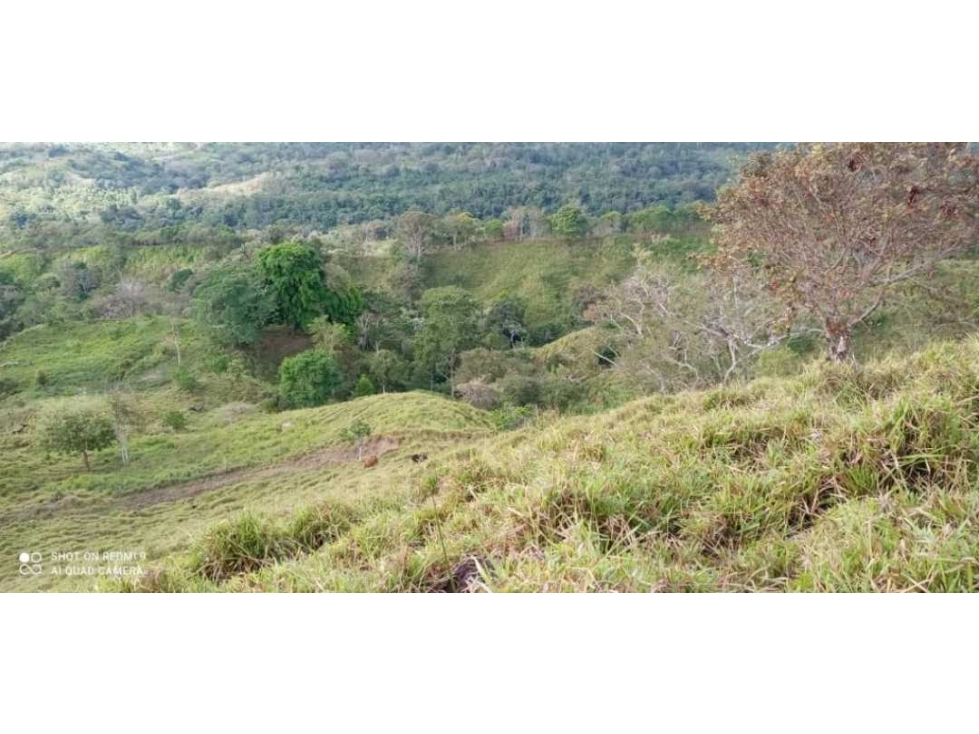 VENDO TERRENO DE 63 HECTAREAS PUERTO ARMUELLES - 4
