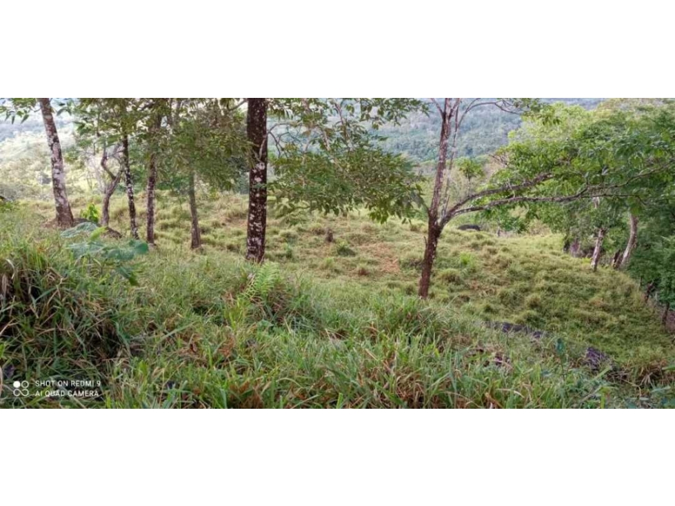 VENDO TERRENO DE 63 HECTAREAS PUERTO ARMUELLES - 5