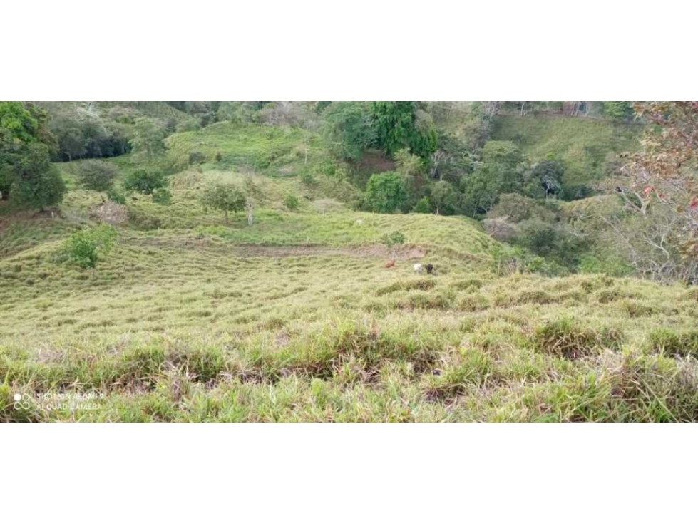 VENDO TERRENO DE 63 HECTAREAS PUERTO ARMUELLES - 6