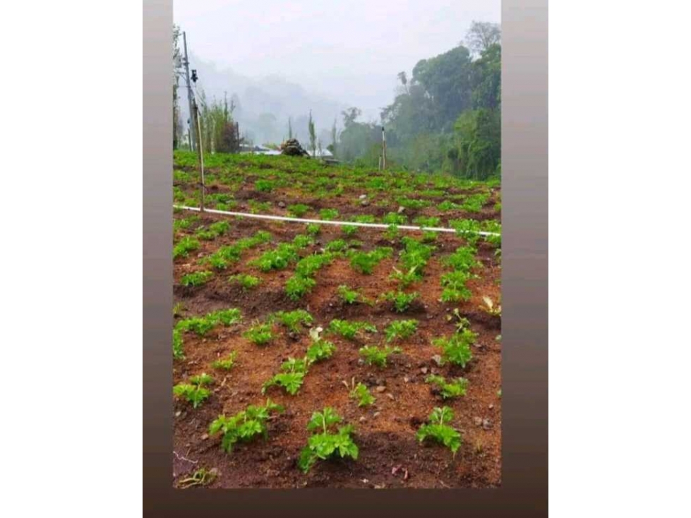 VENDO TERRENO EN CERRO PUNTA, LAS NUBES, EXCELENTE CLIMA - 4