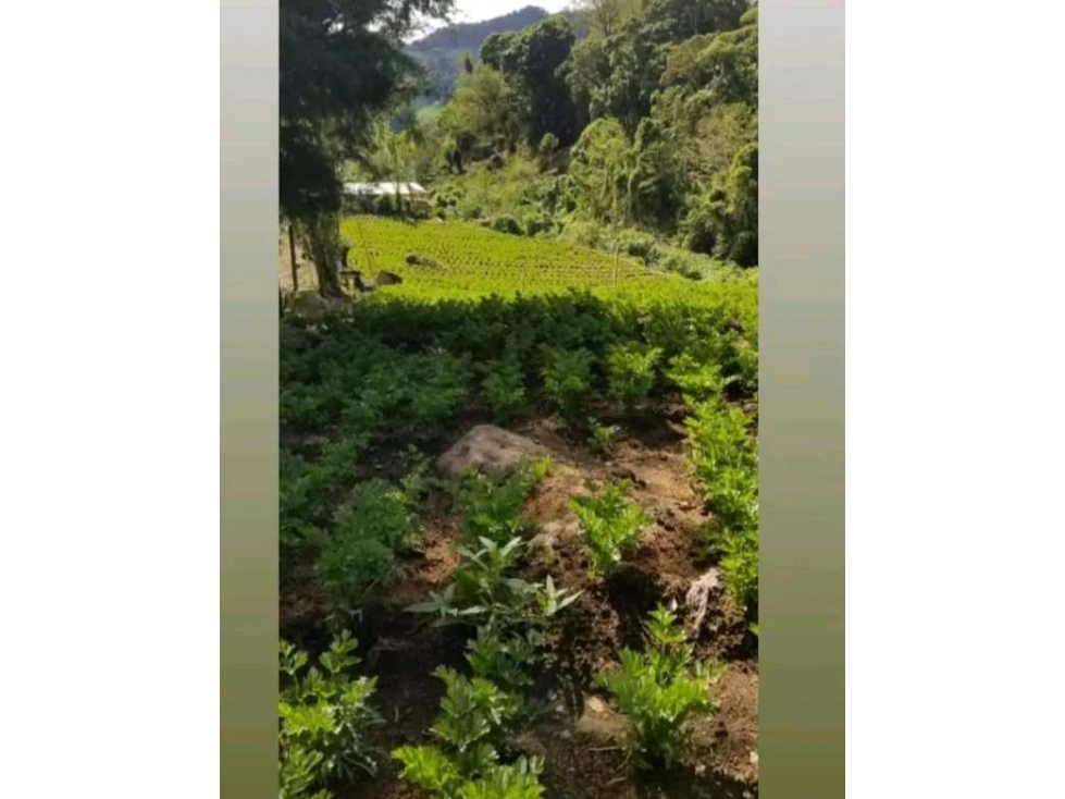 VENDO TERRENO EN CERRO PUNTA, LAS NUBES, EXCELENTE CLIMA - 5