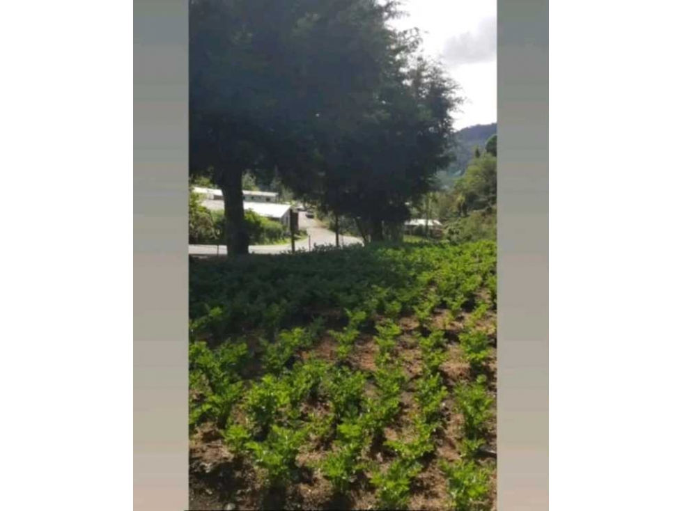 VENDO TERRENO EN CERRO PUNTA, LAS NUBES, EXCELENTE CLIMA - 6