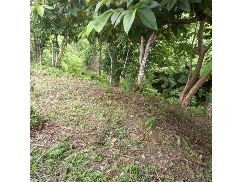 VENDO TERRENO EN RIO HATO - 6